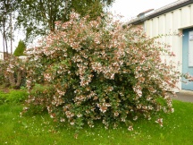 Abelia x gradiflora