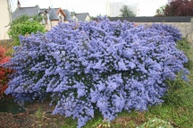 Ceanothus