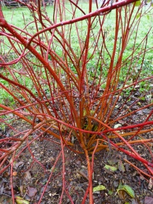 Cornus alba