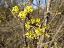 Cornus mas