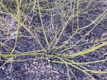 Cornus sericea 'Flaviramea'