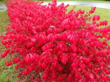 Euonymus alatus