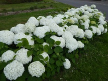 Hydrangea 'Annabelle'