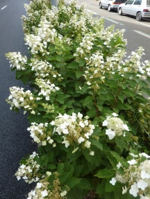 Hydrangea Paniculata