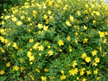 Hypericum 'Hidcote'