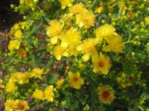 Hypericum 'Gemo'