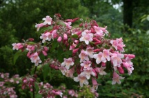 Kolkwitzia amabilis 'Pink Cloud'