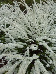 Spirea x cinerea 'Grefsheim' 